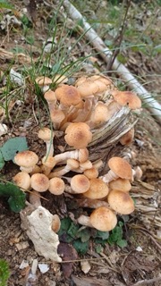 foto di Funghi